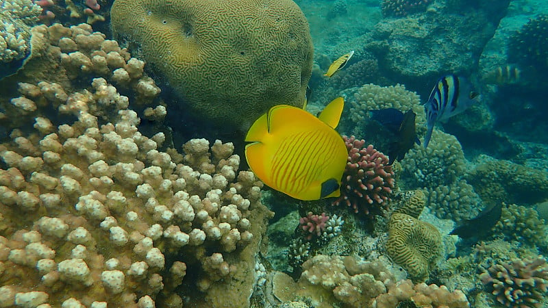 在红海生活的蓝颊蝴蝶鱼或蓝颊蝴蝶鱼(半翼斑蝶)