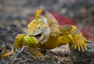 The land iguana eats a cactus.