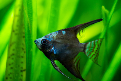 亚马逊蓝天使鱼的肖像(Pterophyllum scalare)在鱼缸鱼模糊的背景
