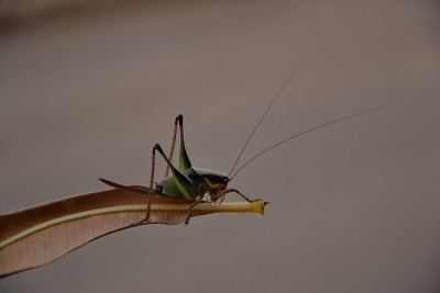 绿色蚱蜢