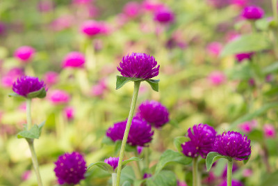 球苋菜美花