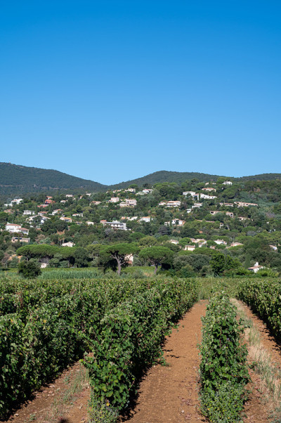 法国南部普罗旺斯地区圣特罗佩附近的普罗旺斯Cotes de Provence，圣特罗佩附近的葡萄园中
