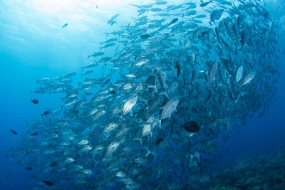 School of trevally

fish