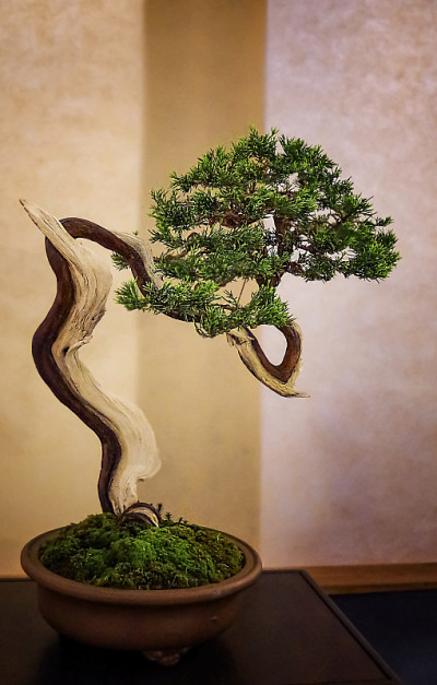 Shimpaku juniper盆景
