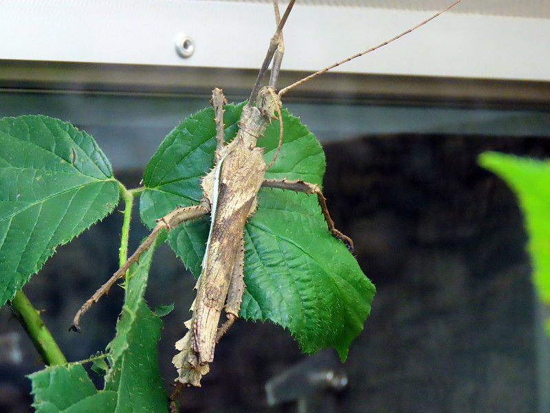 丛林若虫(Heteropteryx dilatata)，马来西亚竹虫，马来西亚森林若虫，马来亚丛林若