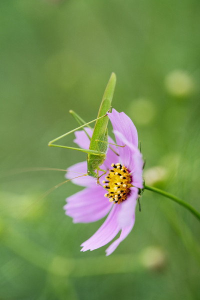宇宙花和蚱蜢