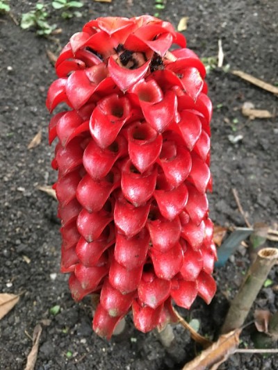 红色的植物
