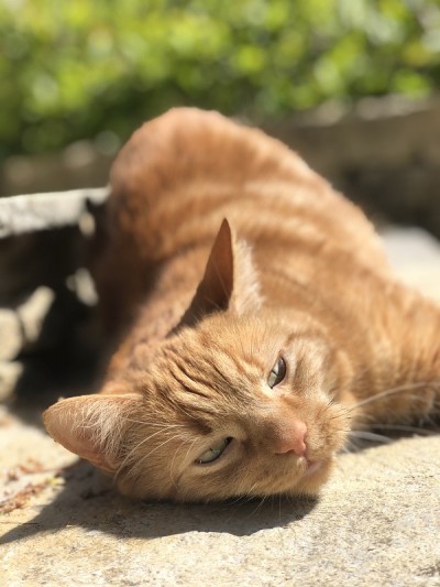 宙斯-姜猫