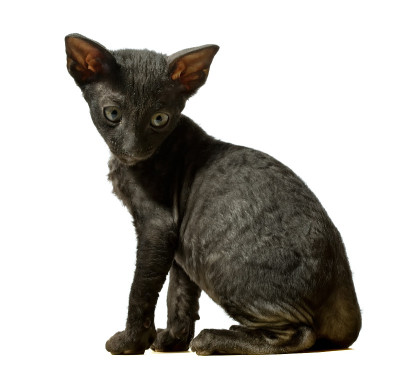 黑色的小猫
