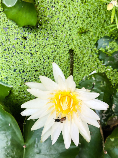 蜜蜂，白莲，黄花粉，绿浮萍