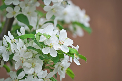 苹果之花