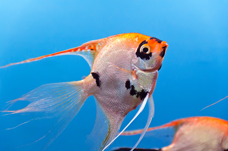 水族馆鱼类