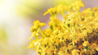 一束黄色的野生雏菊