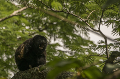 中美洲尼加拉瓜蒙伯乔火山自然保护区的野生吼猴