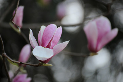 木兰
