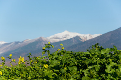 油菜花开，山顶第一冠雪