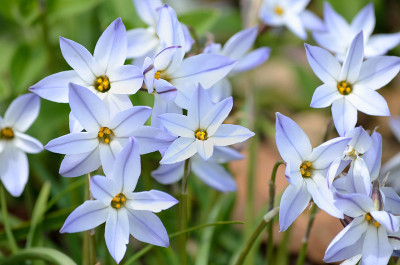 春星花