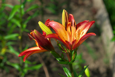 花园里的百合花