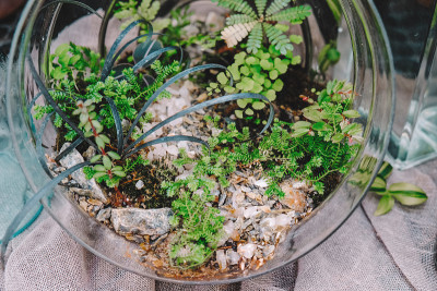 室内植物。植物花瓶。