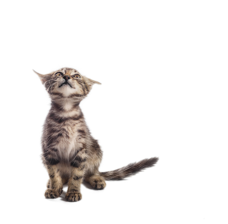 受惊的斑猫抬头看着白色的背景