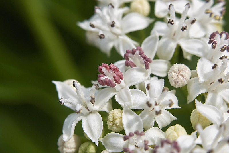 Sambucus ebulus