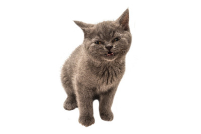 英国短毛小猫看着孤立的白色