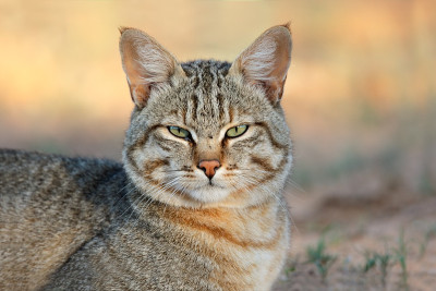 非洲野猫