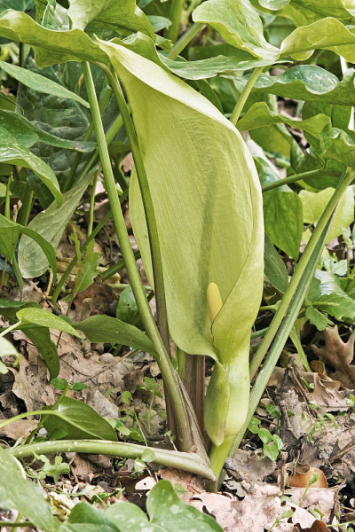 gigaro的花序清楚