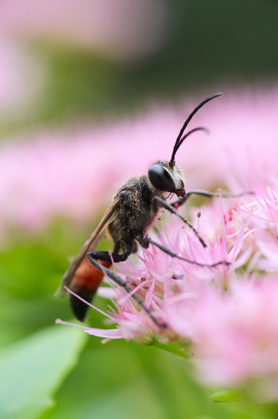 野蜂