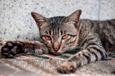 猫