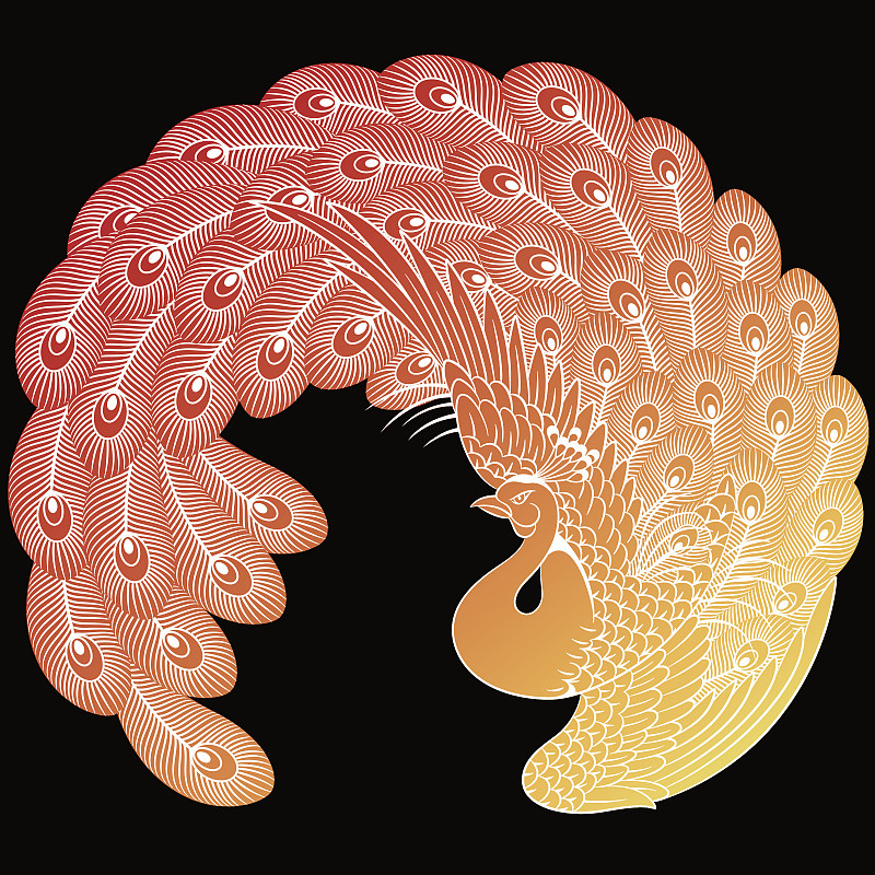 日本的孔雀