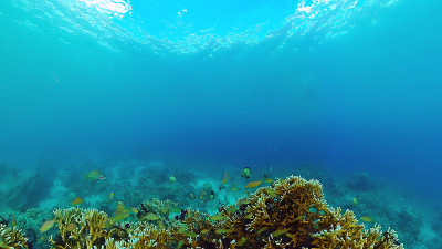 珊瑚礁和热带鱼。Panglao、菲律宾