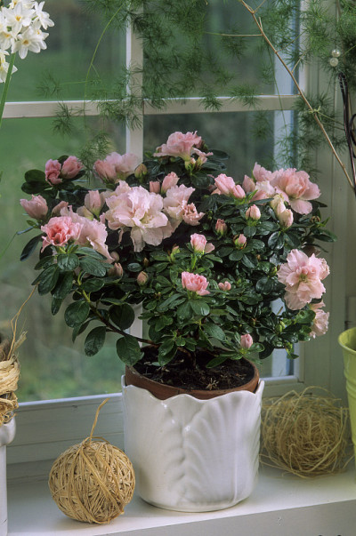 杜鹃花