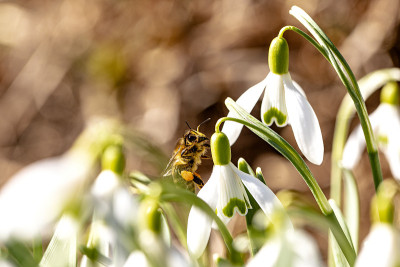 蜜蜂在2月份