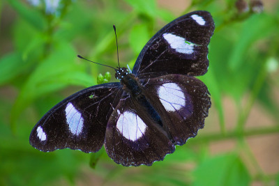 Eggfly蝴蝶