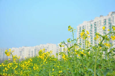 城中捧着油菜花戒指