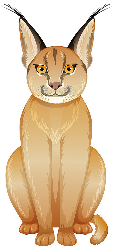 白色背景上的野猫