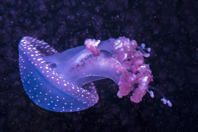 海蜇的观点