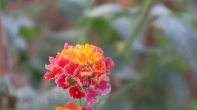 植物园里五颜六色的西印度马缨丹娜花