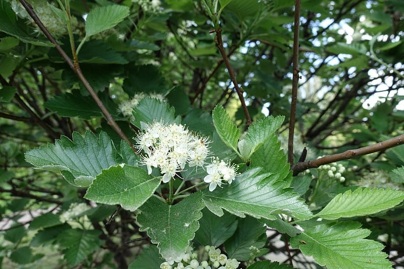 五月中旬花楸属的一簇白色花