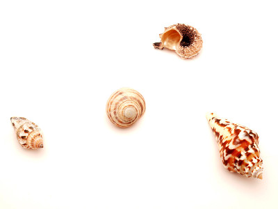 海洋碗