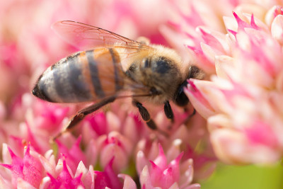 蜜蜂