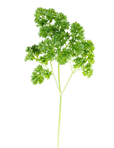 叶欧芹