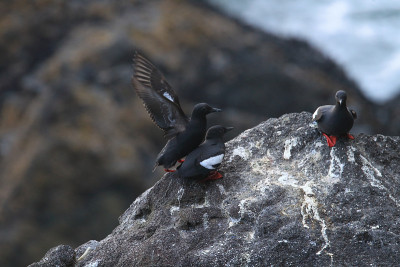 鸽子Guillemot，美国俄勒冈海岸