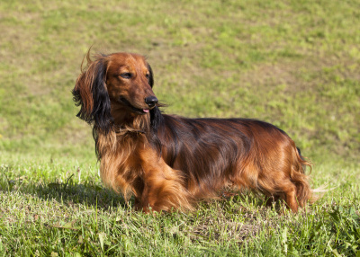 户外的长毛腊肠犬