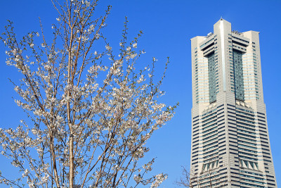 日本神奈川的横滨地标塔和樱花