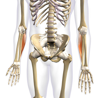 男性人体骨骼上分离的小臂尺侧腕屈肌，白底3D渲染