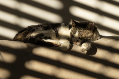 沙发上的猫