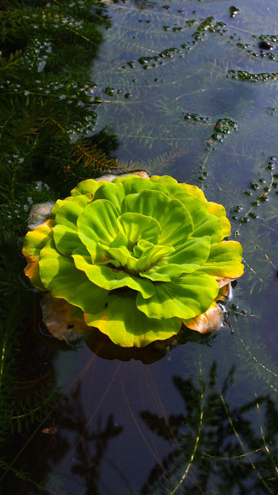 浮萍