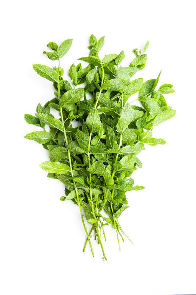 绿薄荷分支。